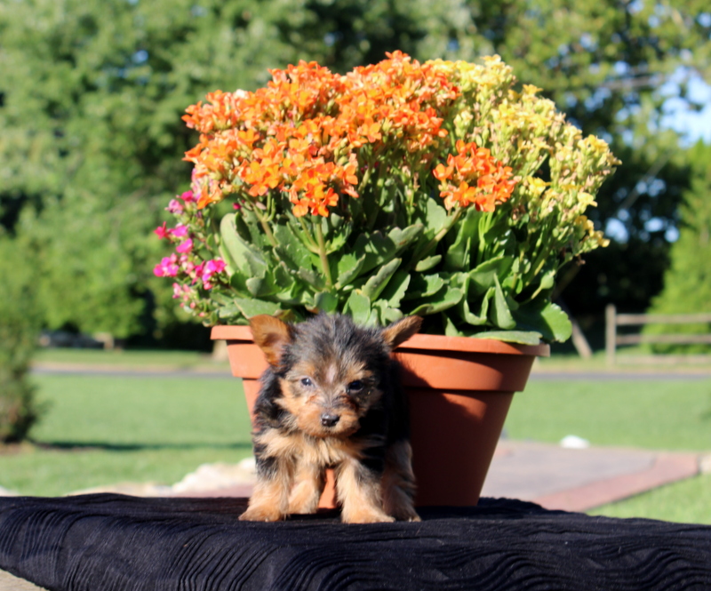 puppy, for, sale, Yorkshire Terrier, Matthew B. Stoltzfus, dog, breeder, Gap, PA, dog-breeder, puppy-for-sale, forsale, nearby, find, puppyfind, locator, puppylocator, aca